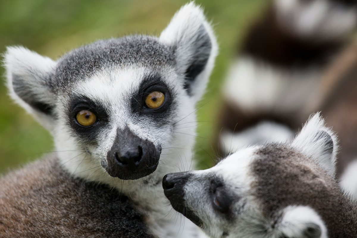 Madagascar