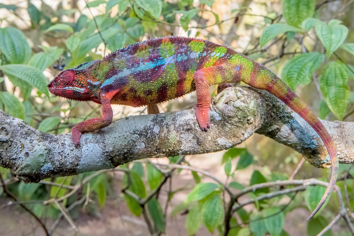 Madagascar