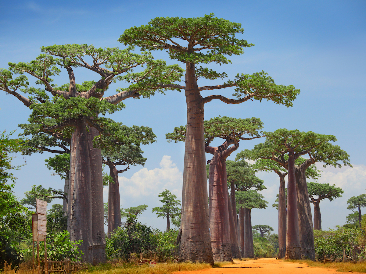 Madagascar