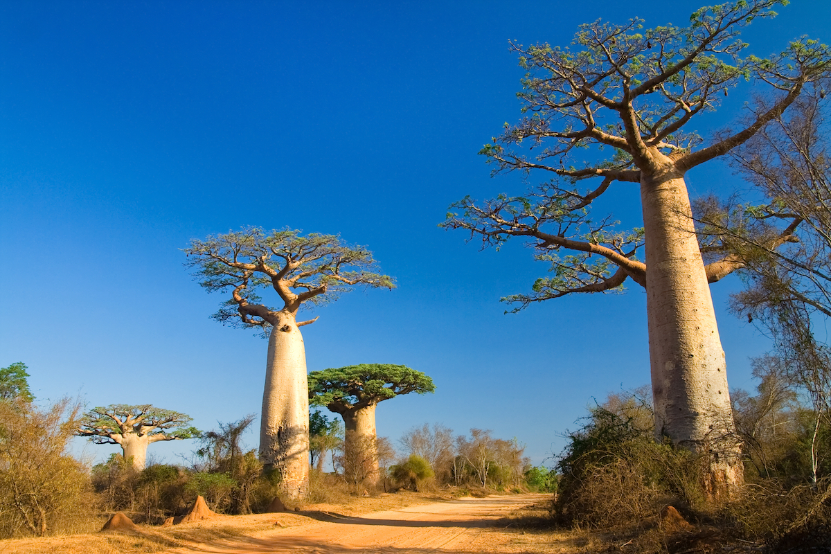 Madagascar