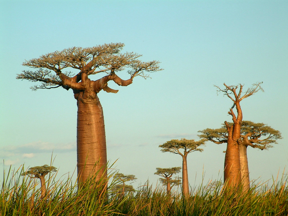 Madagascar