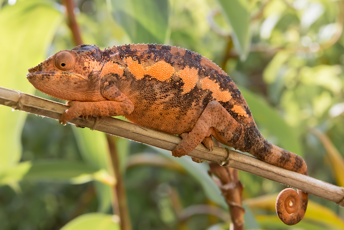 Madagascar