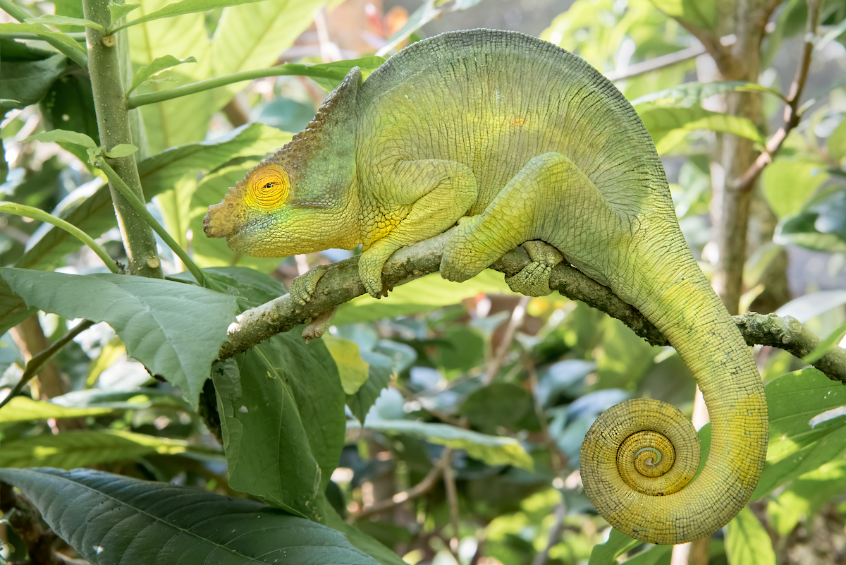 Madagascar