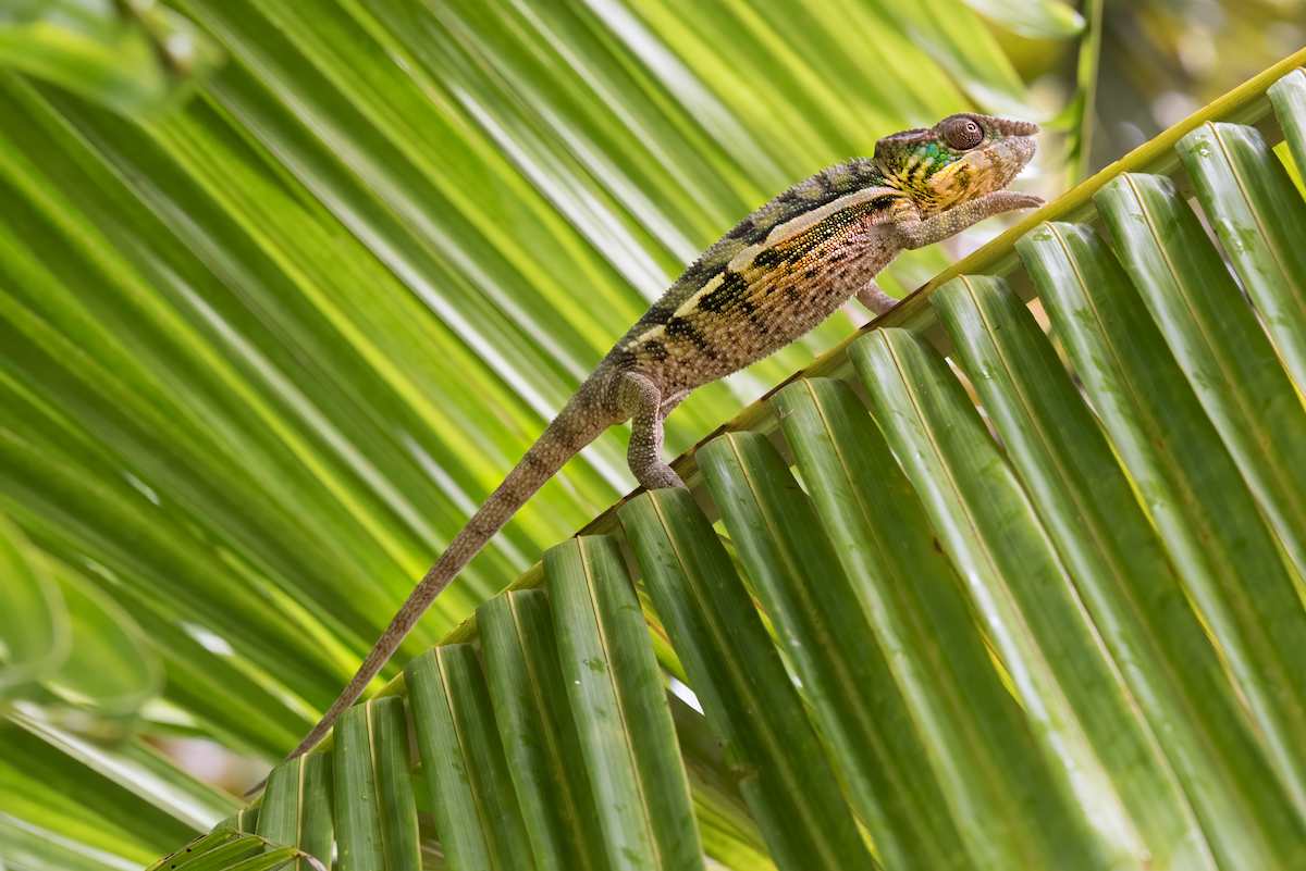 Madagascar