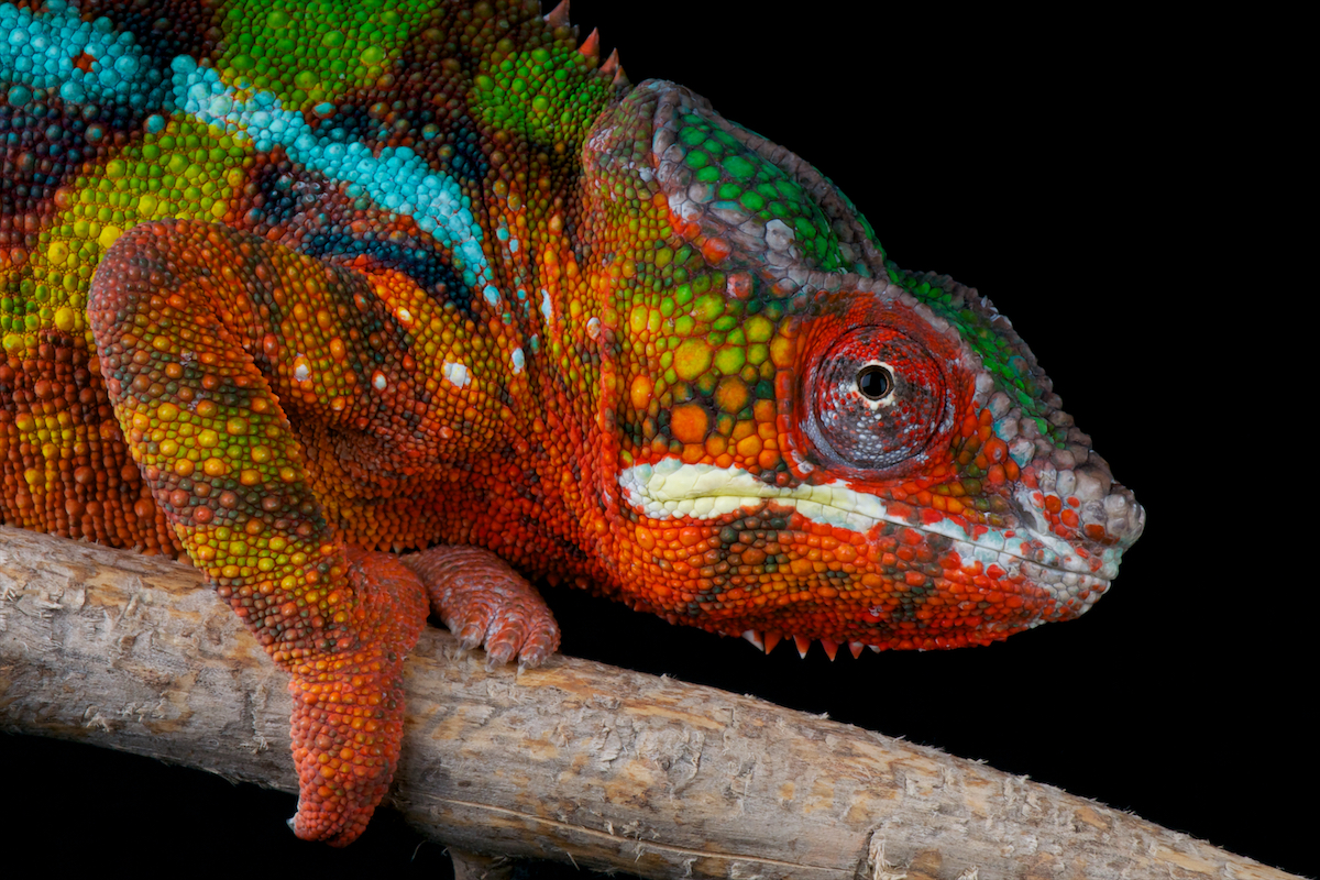 Madagascar
