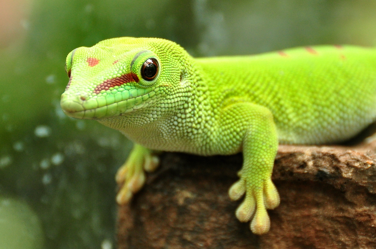 Madagascar