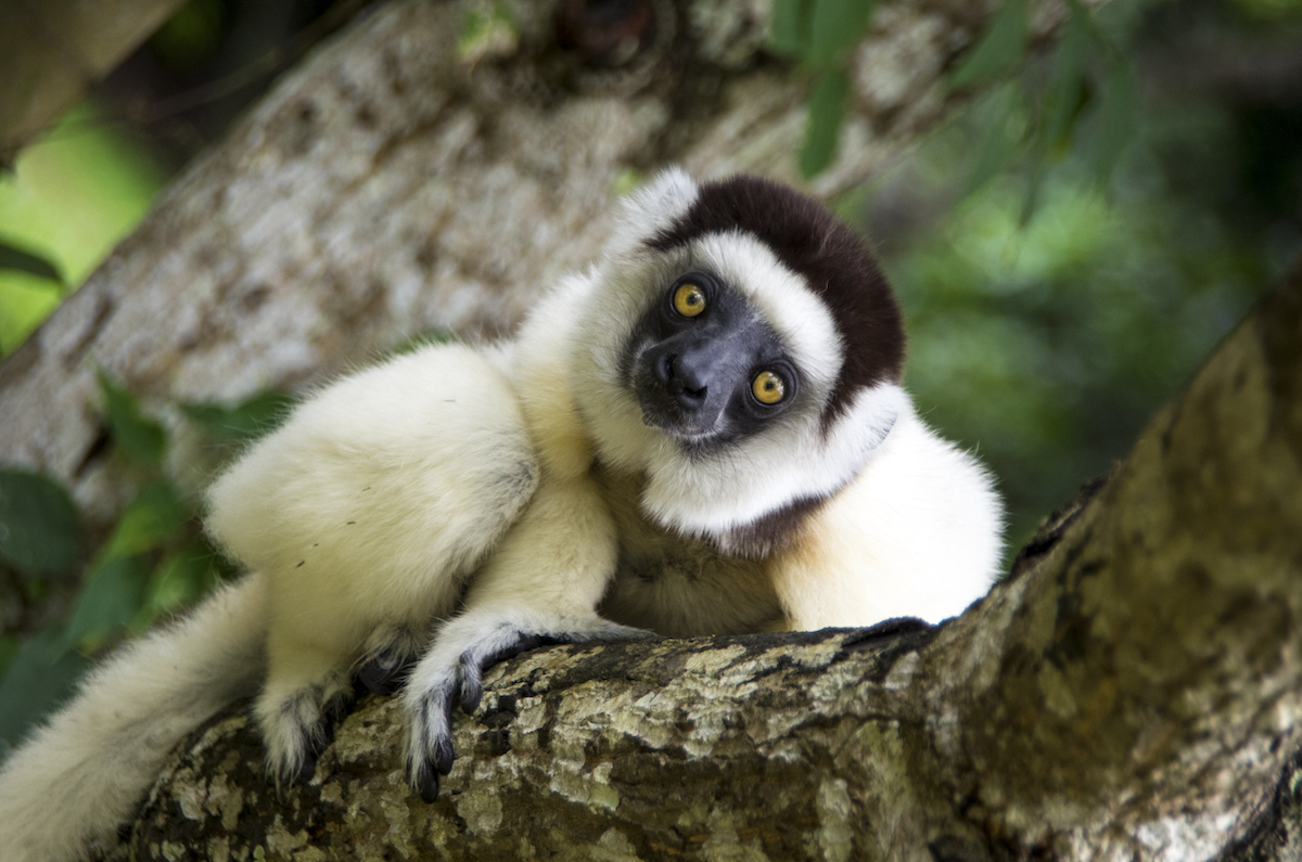 Madagascar