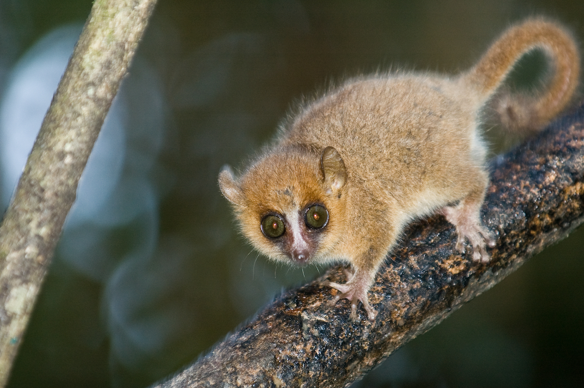 Madagascar