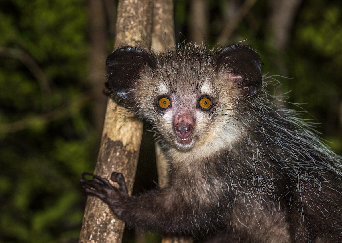 Madagascar
