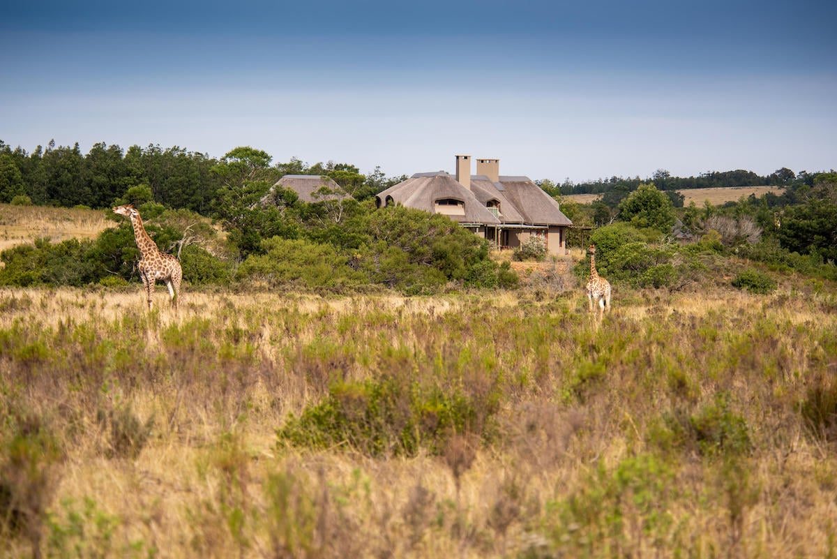 WHERE TO GO FOR A CAPE TOWN SAFARI