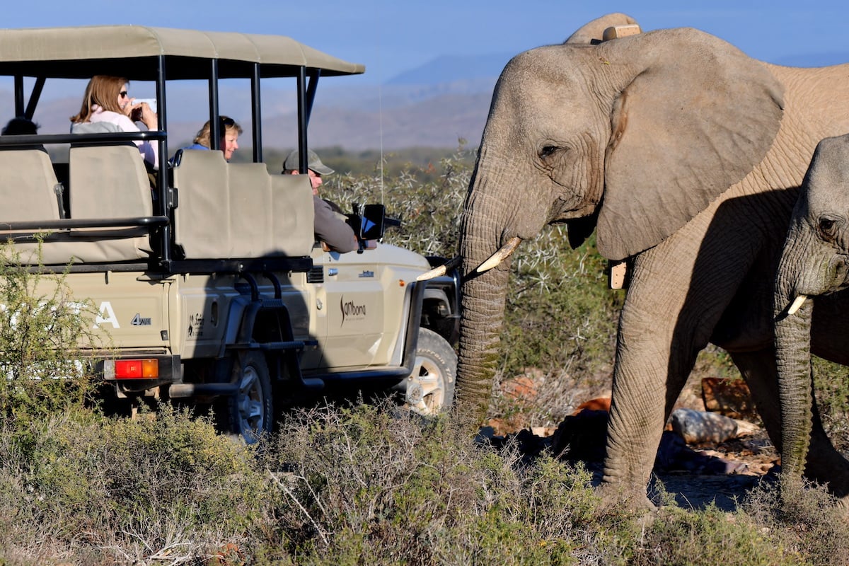 WHERE TO GO FOR A CAPE TOWN SAFARI