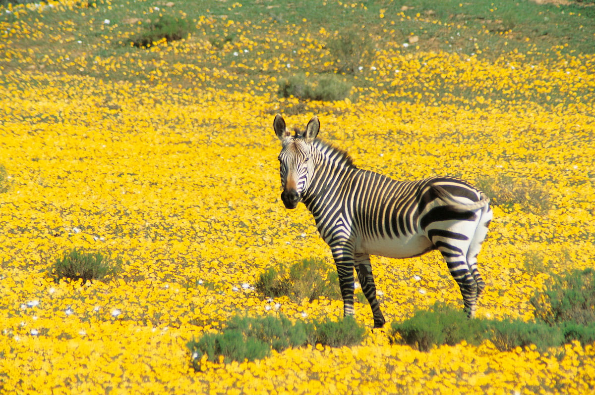 WHERE TO GO FOR A CAPE TOWN SAFARI