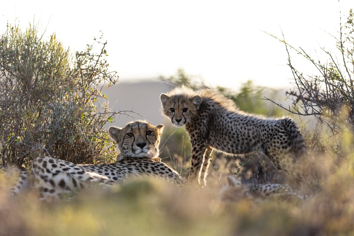 WHERE TO GO FOR A CAPE TOWN SAFARI