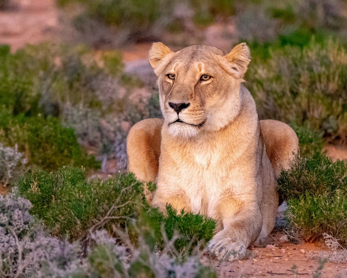 WHERE TO GO FOR A CAPE TOWN SAFARI