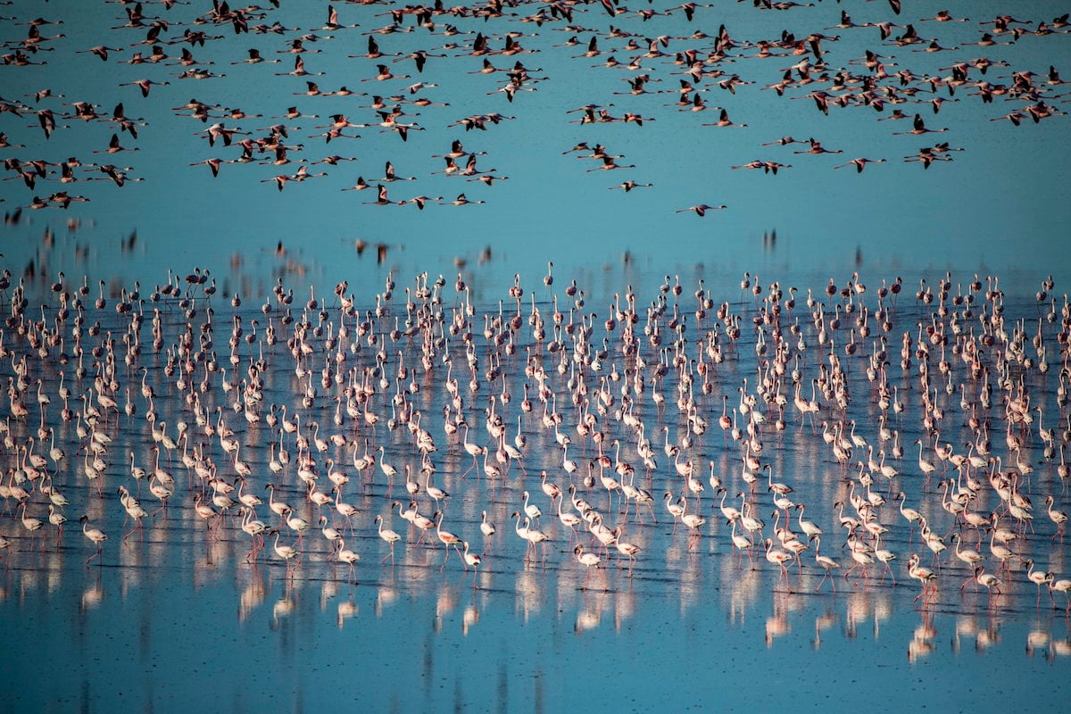 Huge flock of flamingoes on a flooded pan