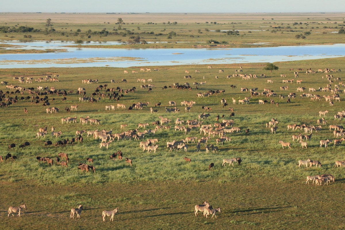 Thousands of zebra and wildebeest grazing on green plains