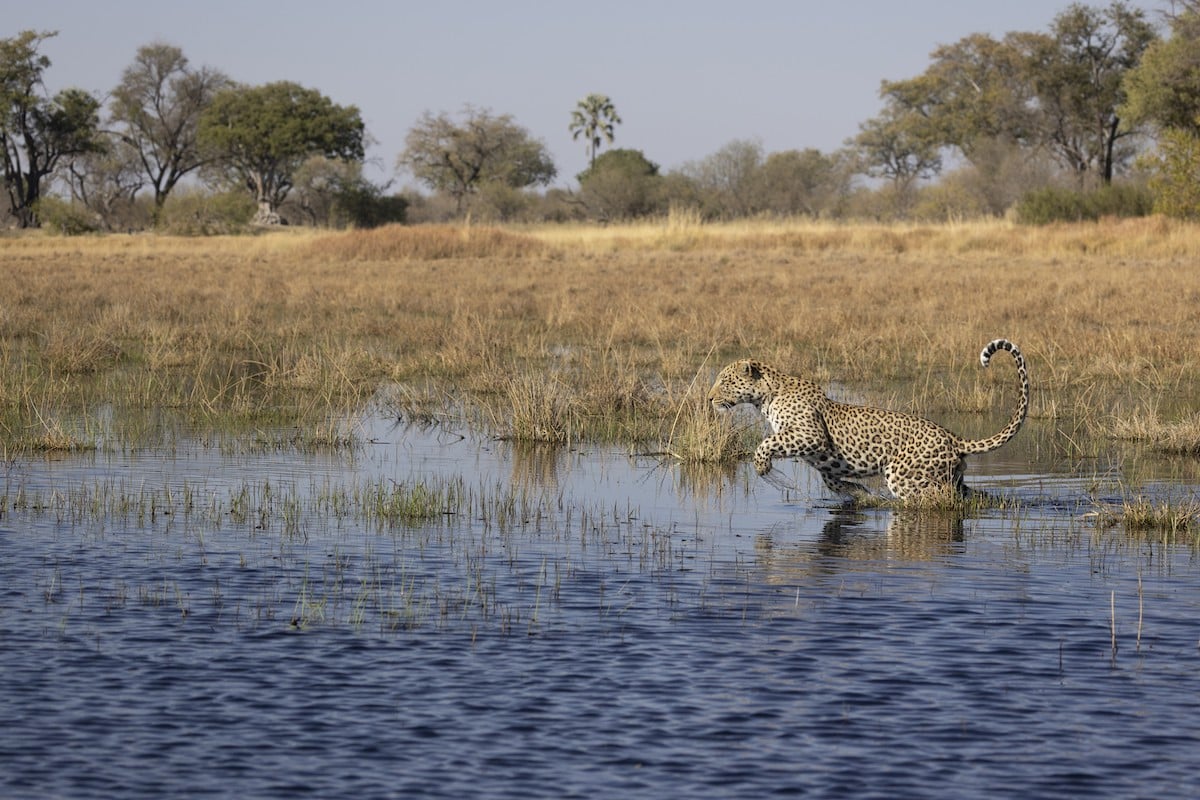 Leopard leaping through a shallow floodplain channel