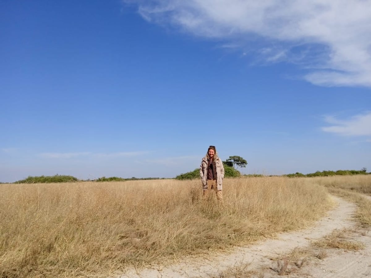 Biggestleaf staffer standing in dry golden grass in Savute
