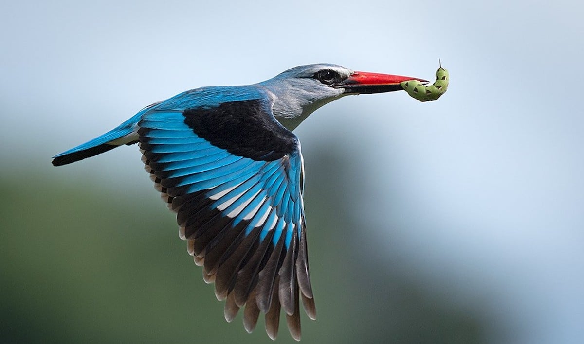 Woodland kingfisher in flight with a caterpillar in its beak