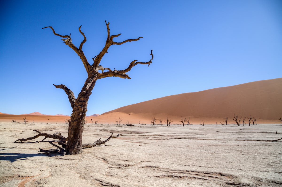 Dead camel thorn tree on the white clay pan of Deadvlei below red dunes