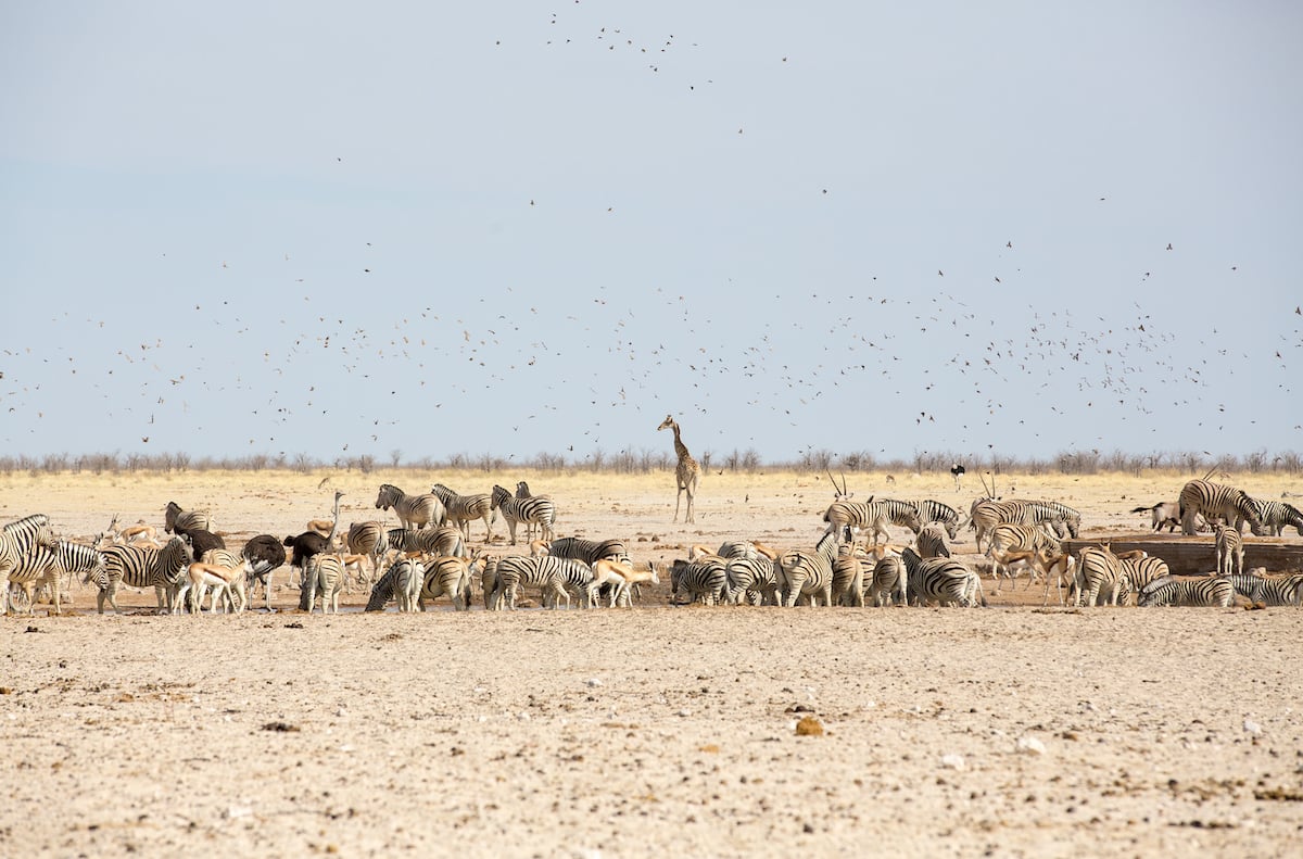 Zebra, giraffe and other game gathered at a waterhole on the dry Etosha plains