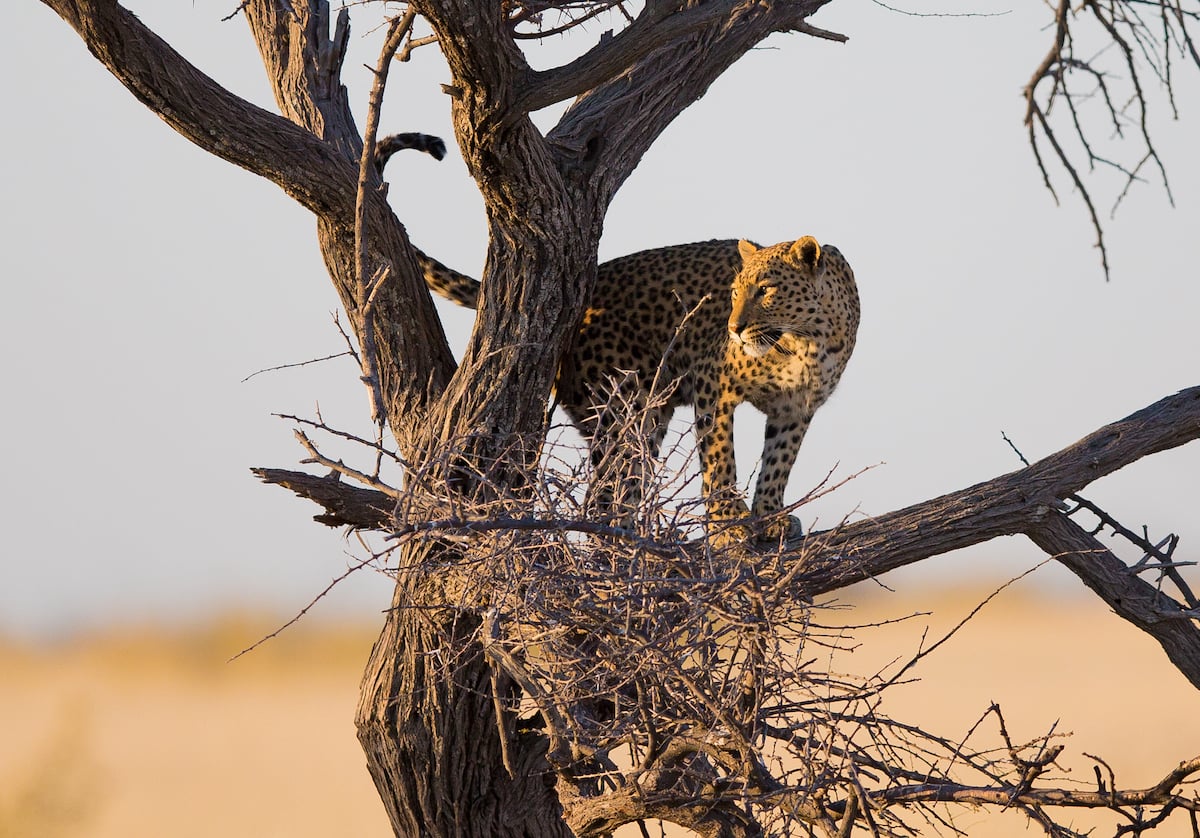Leopard standing in a dead tree