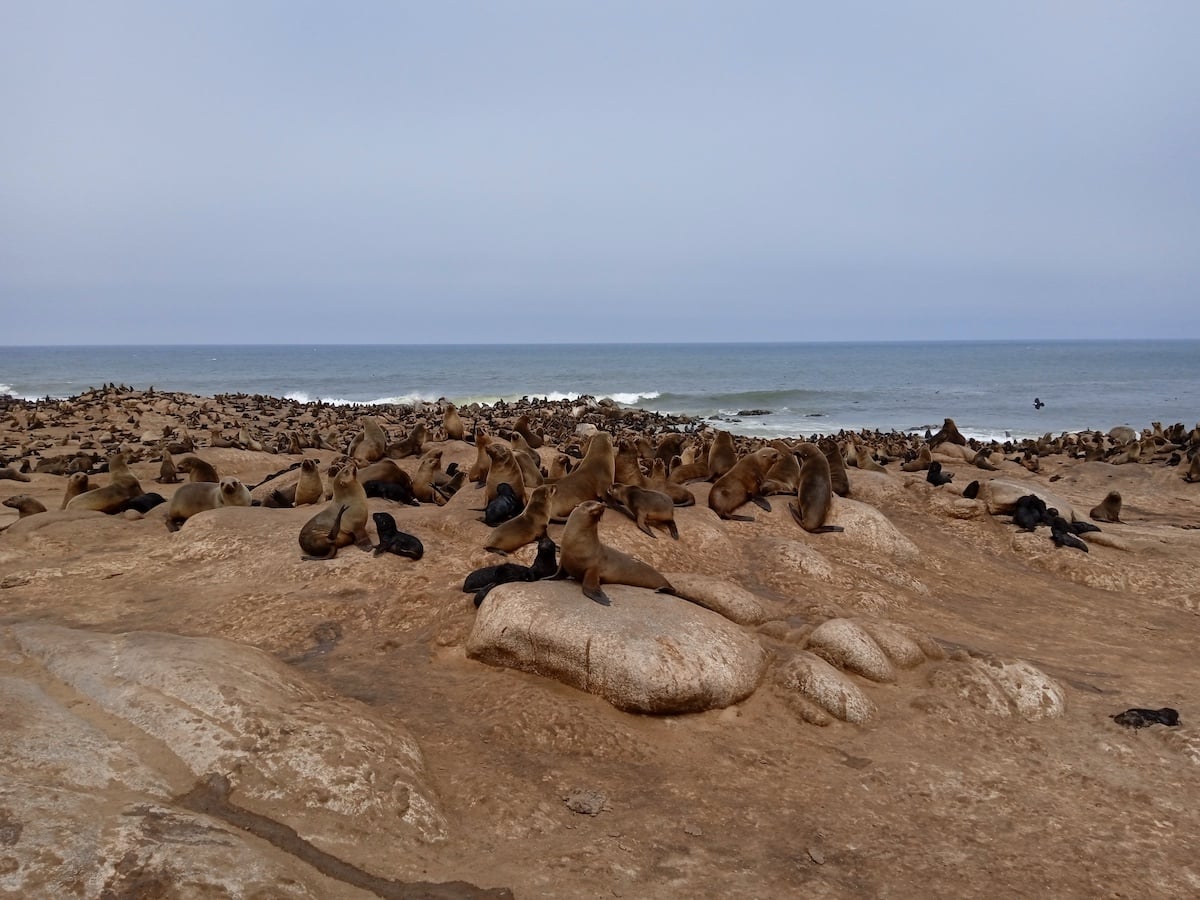 Cape fur seal colony on the Skeleton Coast