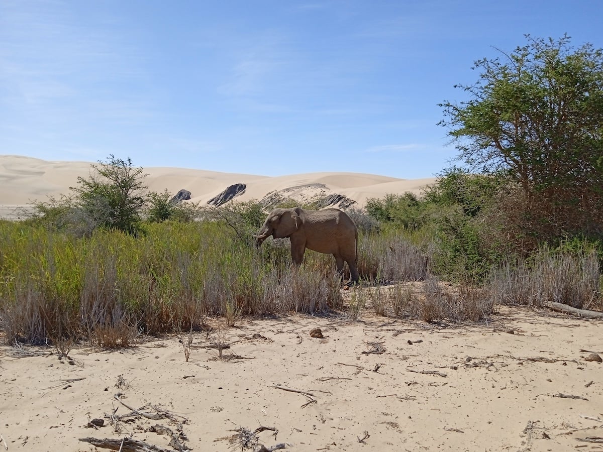 Desert elephant in green scrub below sand dunes