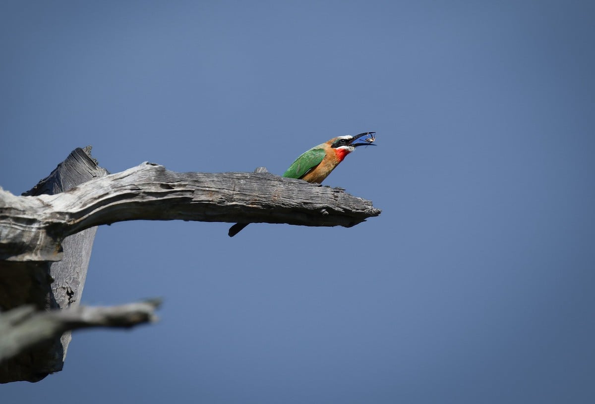 Bee-eater with an insect on a branch