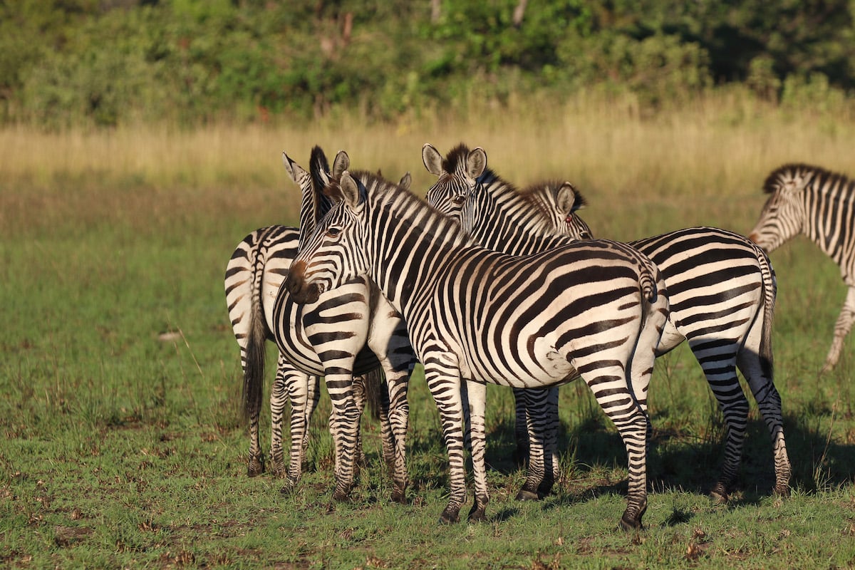 Zebra grazing on green grass