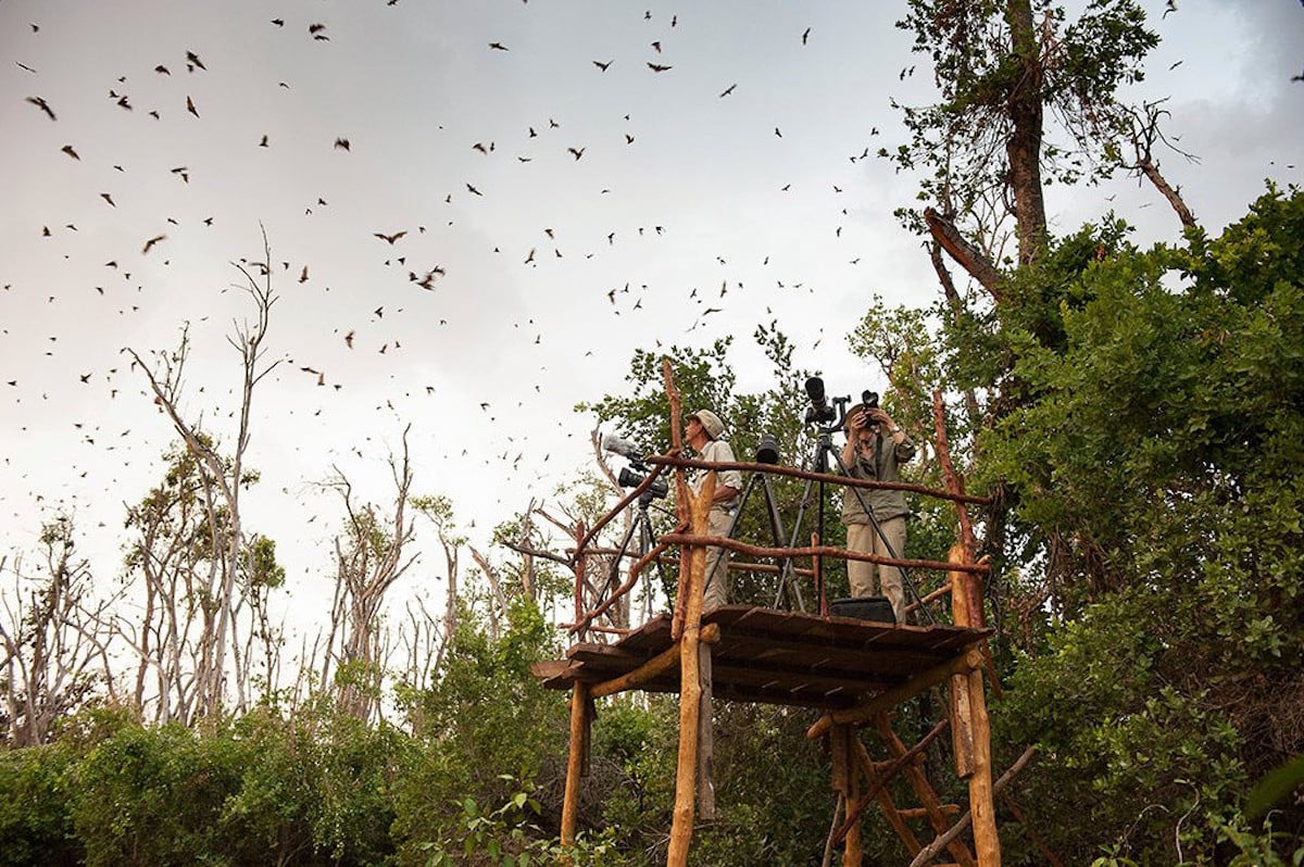 Fruit bats over a viewing platform in Kasanka National Park