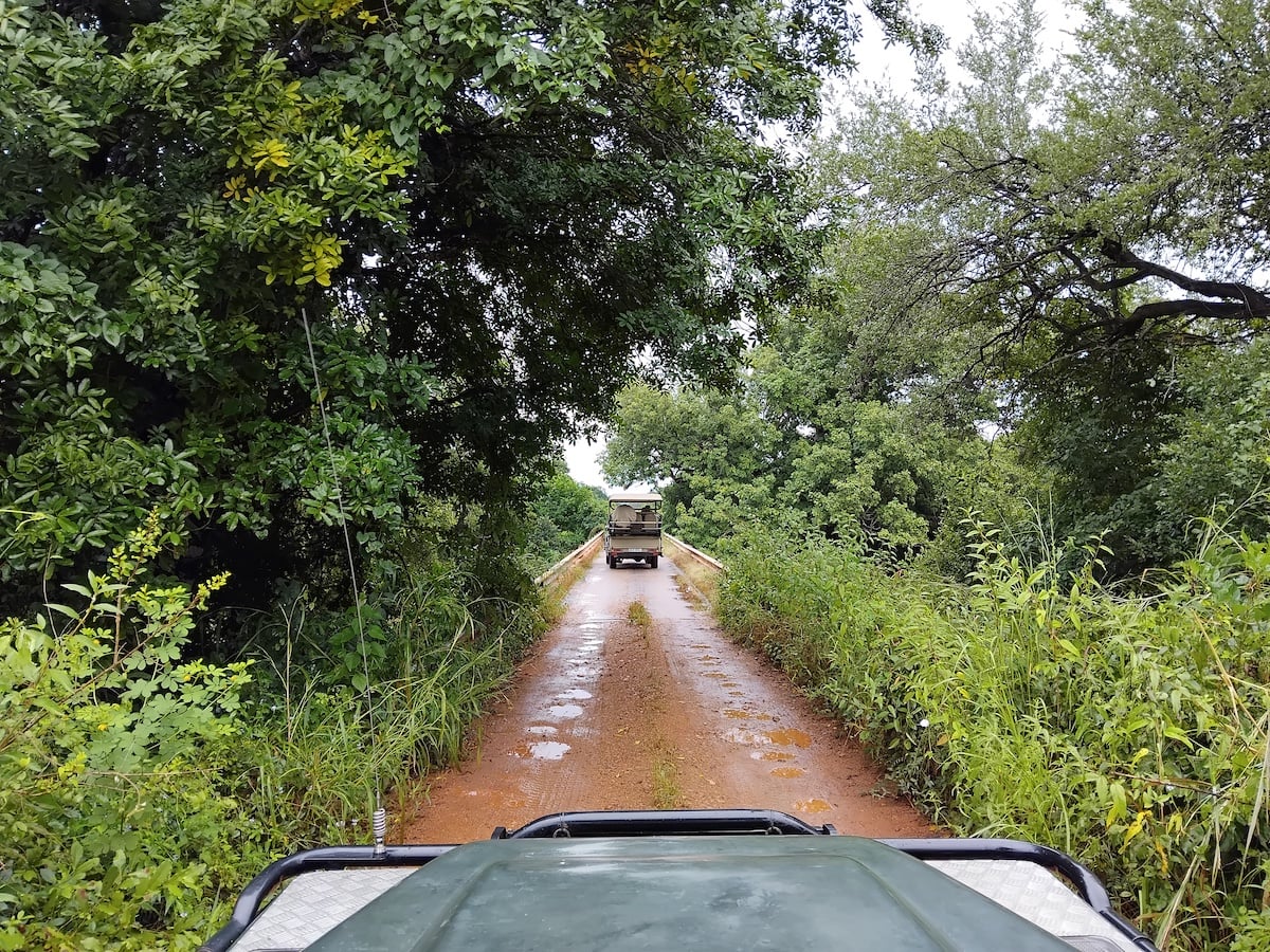 Game drive through thick green vegetation