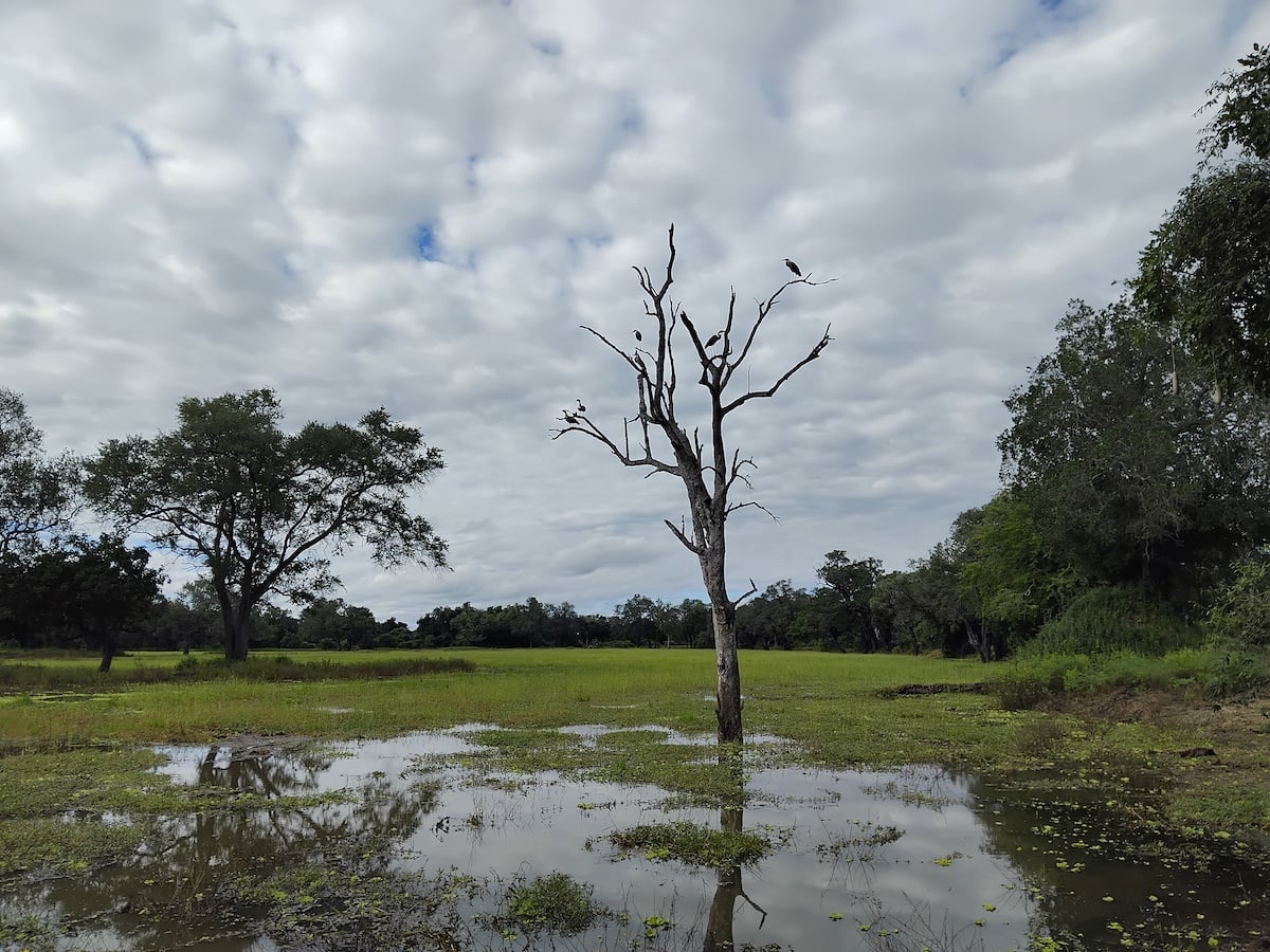 A full dambo wetland under a cloudy sky