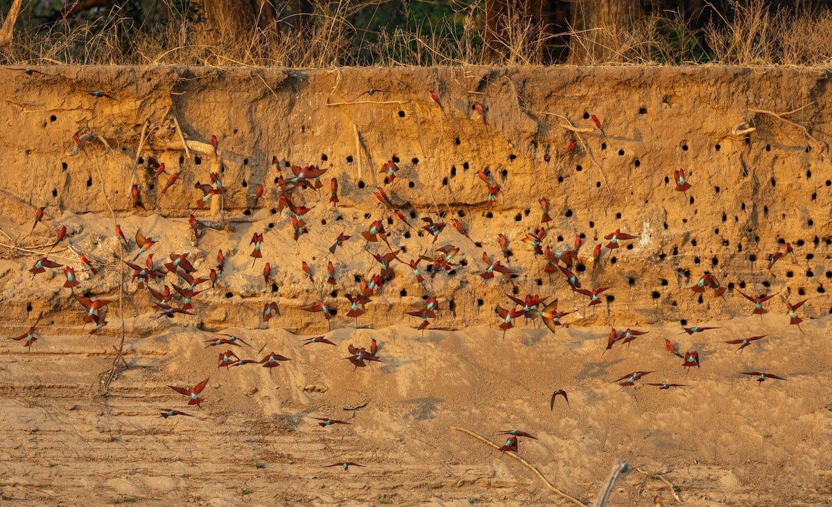 Carmine bee-eaters flying back to their riverbank nests