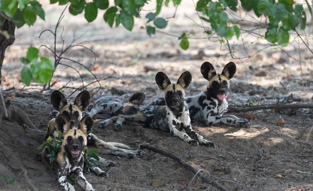 Wild dog pack resting in the shade in North Luangwa