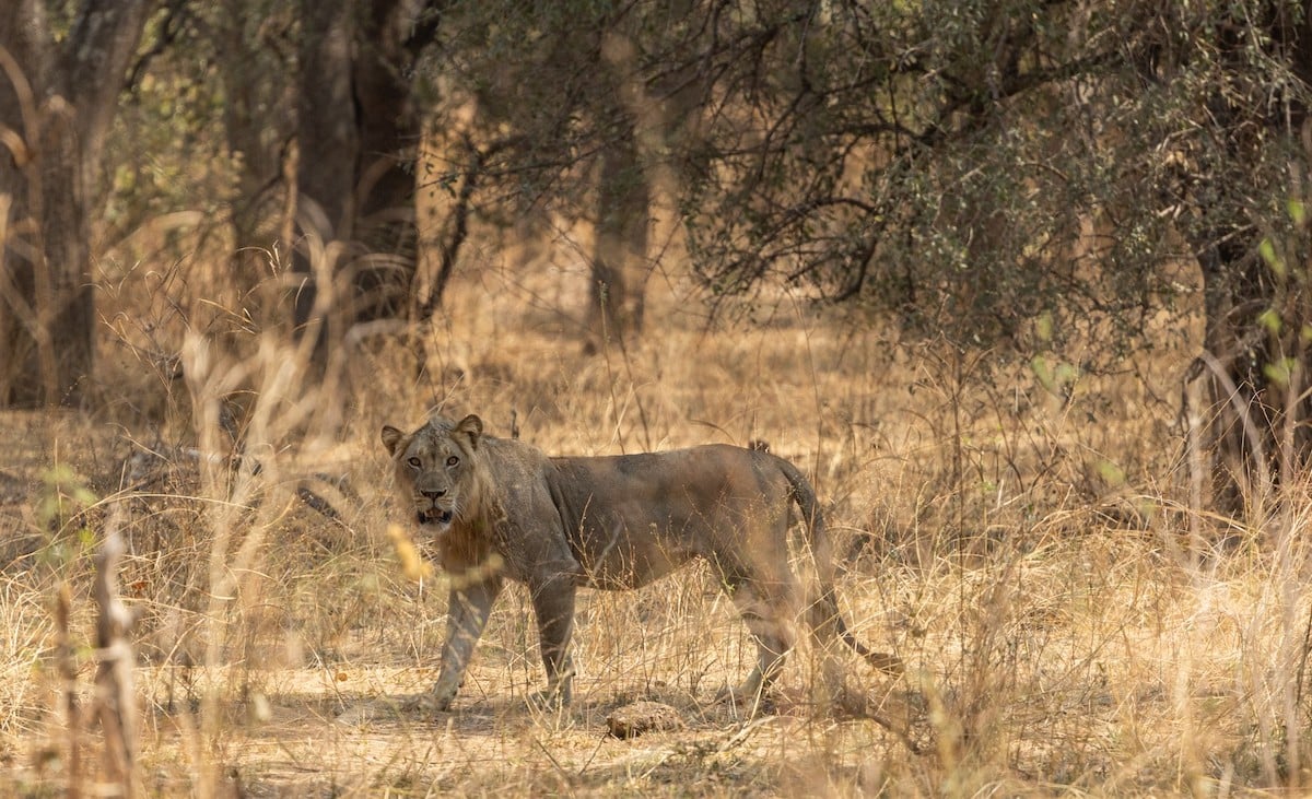 Young male lion in dry grass in North Luangwa