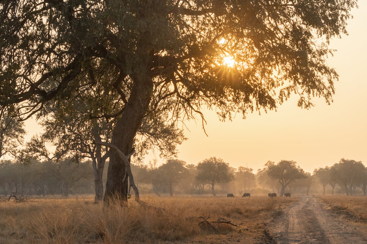 Dusty golden light under a tree