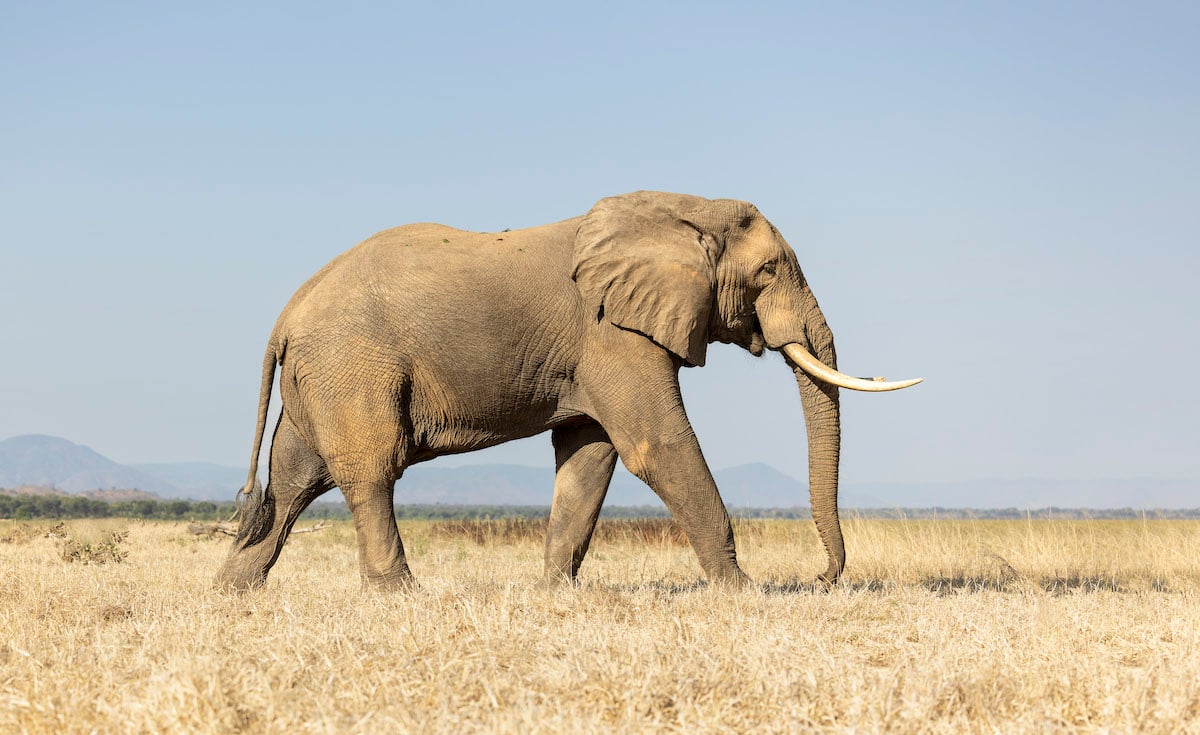 Elephant bull walking across dry grassland