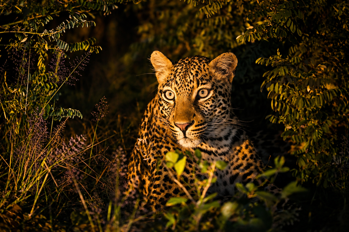 Leopard lit by golden light in the bush