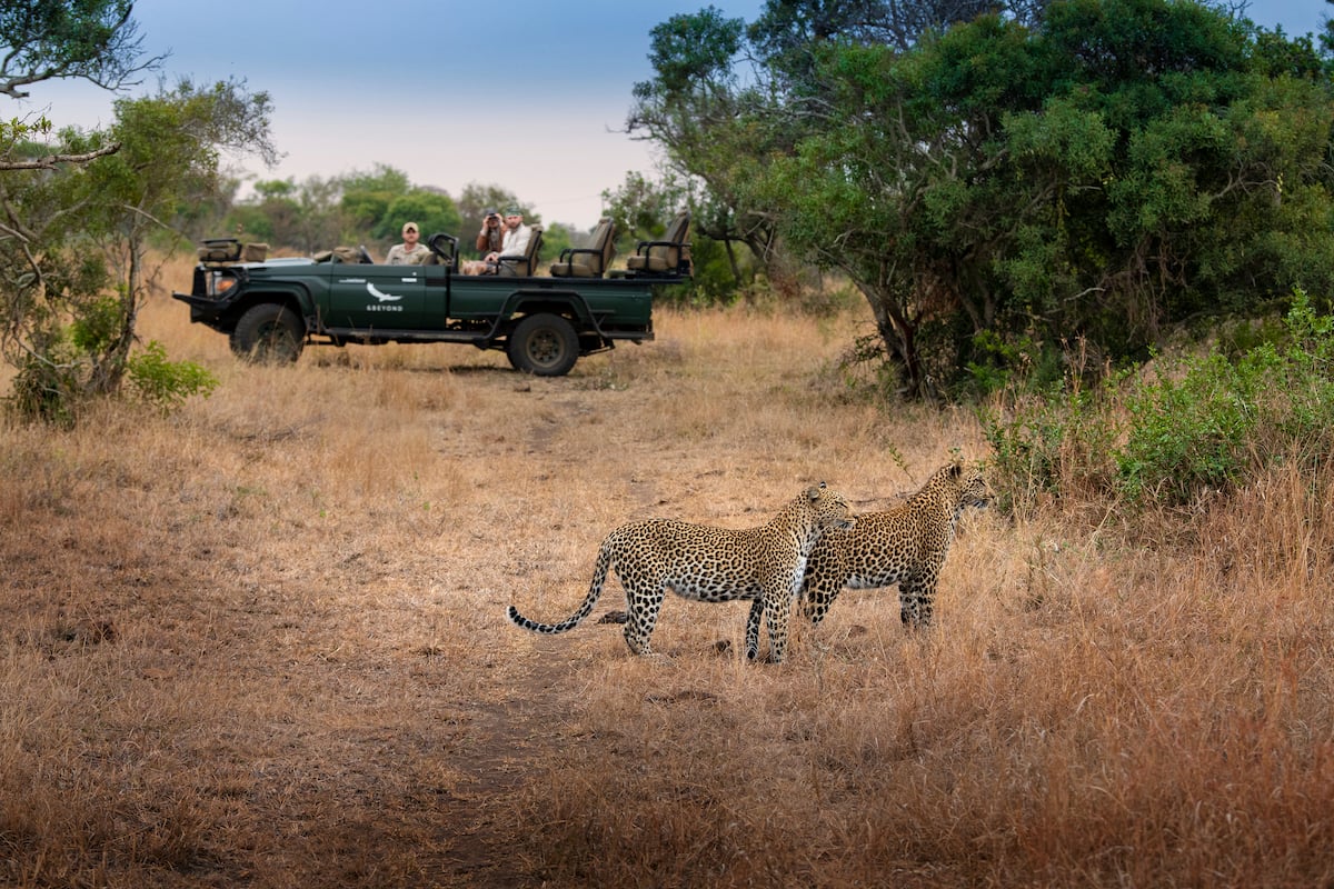 Two leopards and a game drive vehicle in Phinda Private Game Reserve
