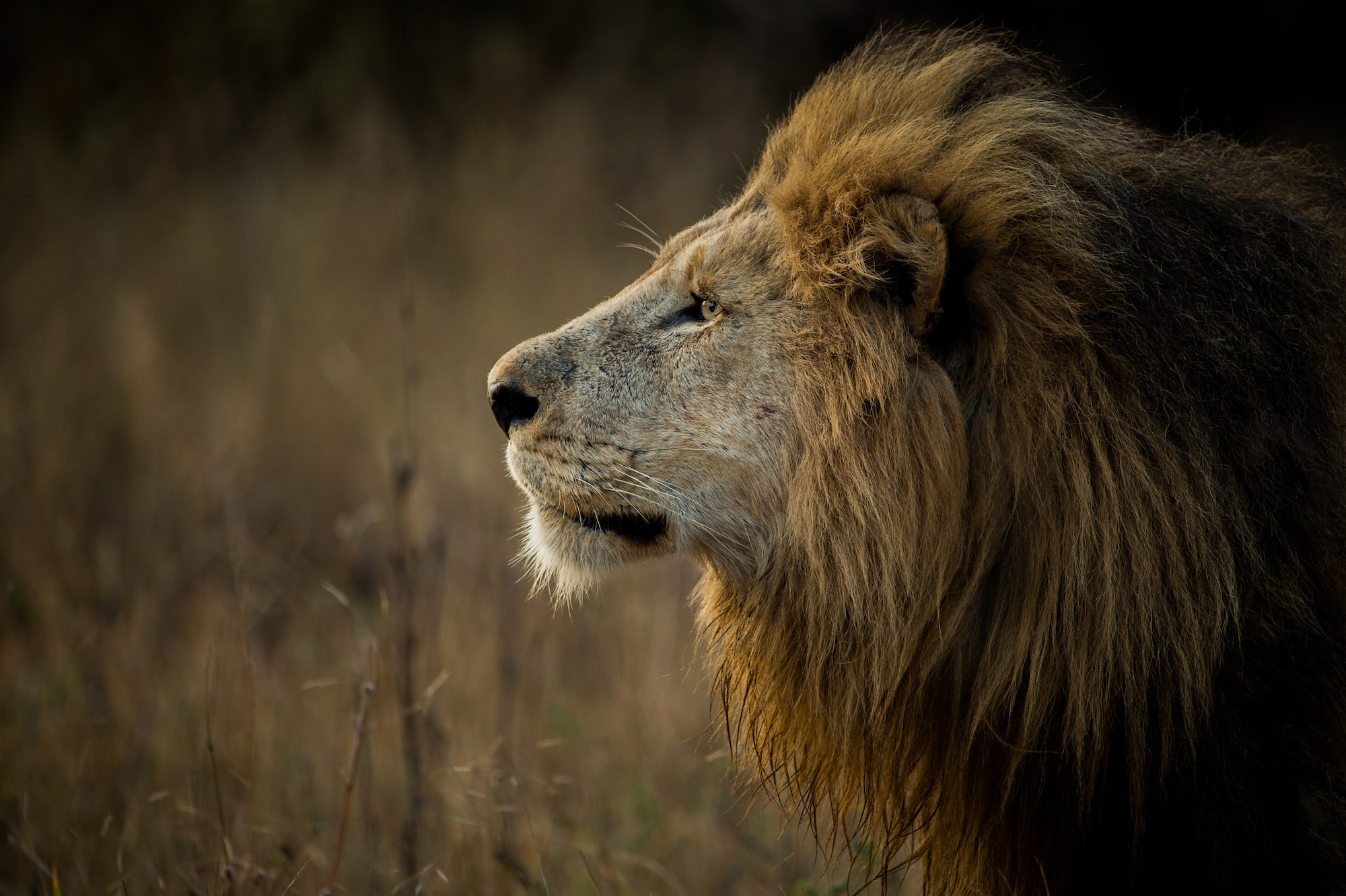 Your African Safari