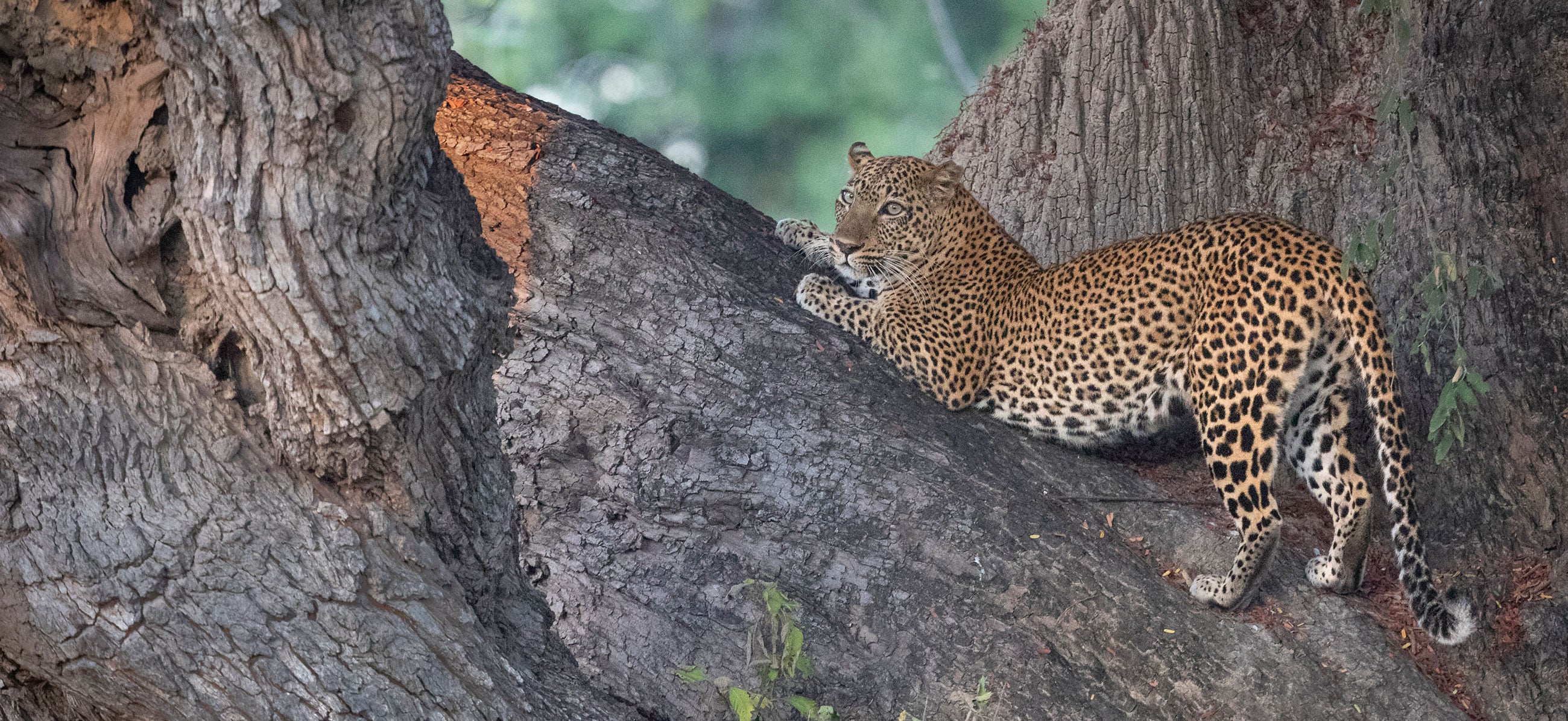 Zambia