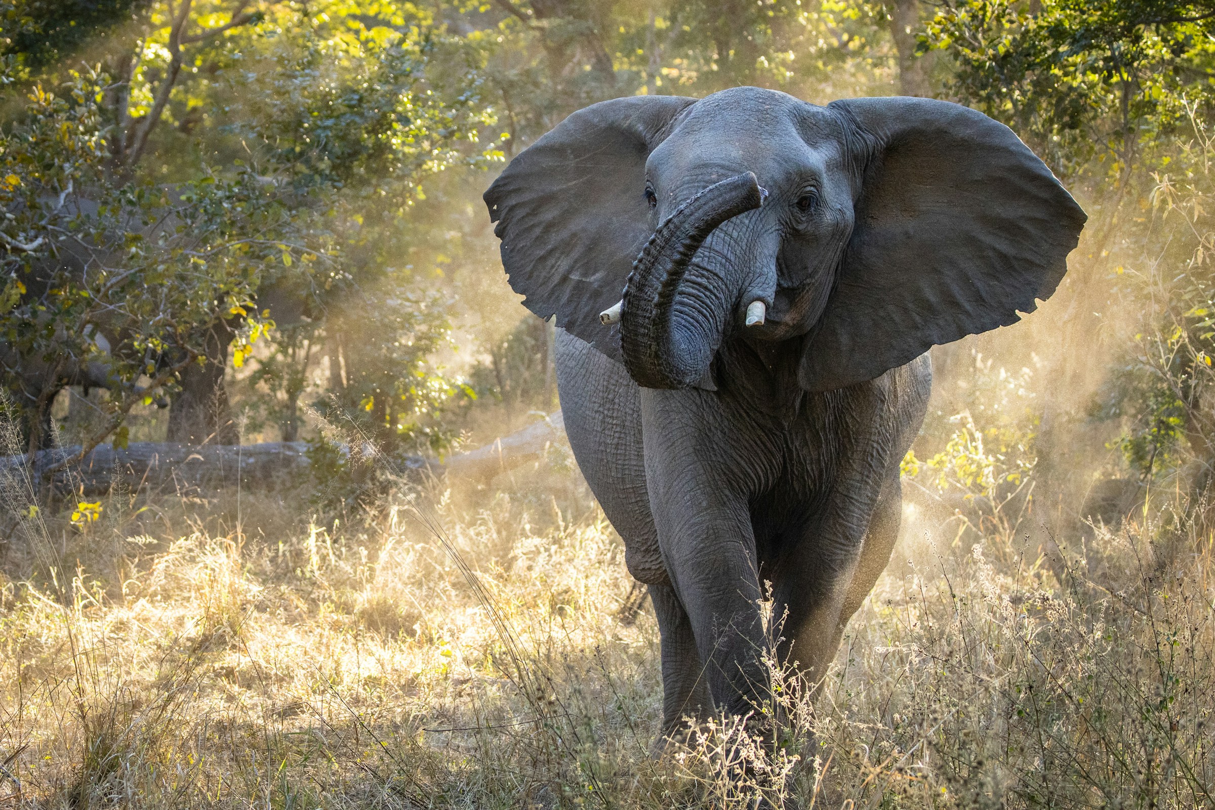 Zimbabwe