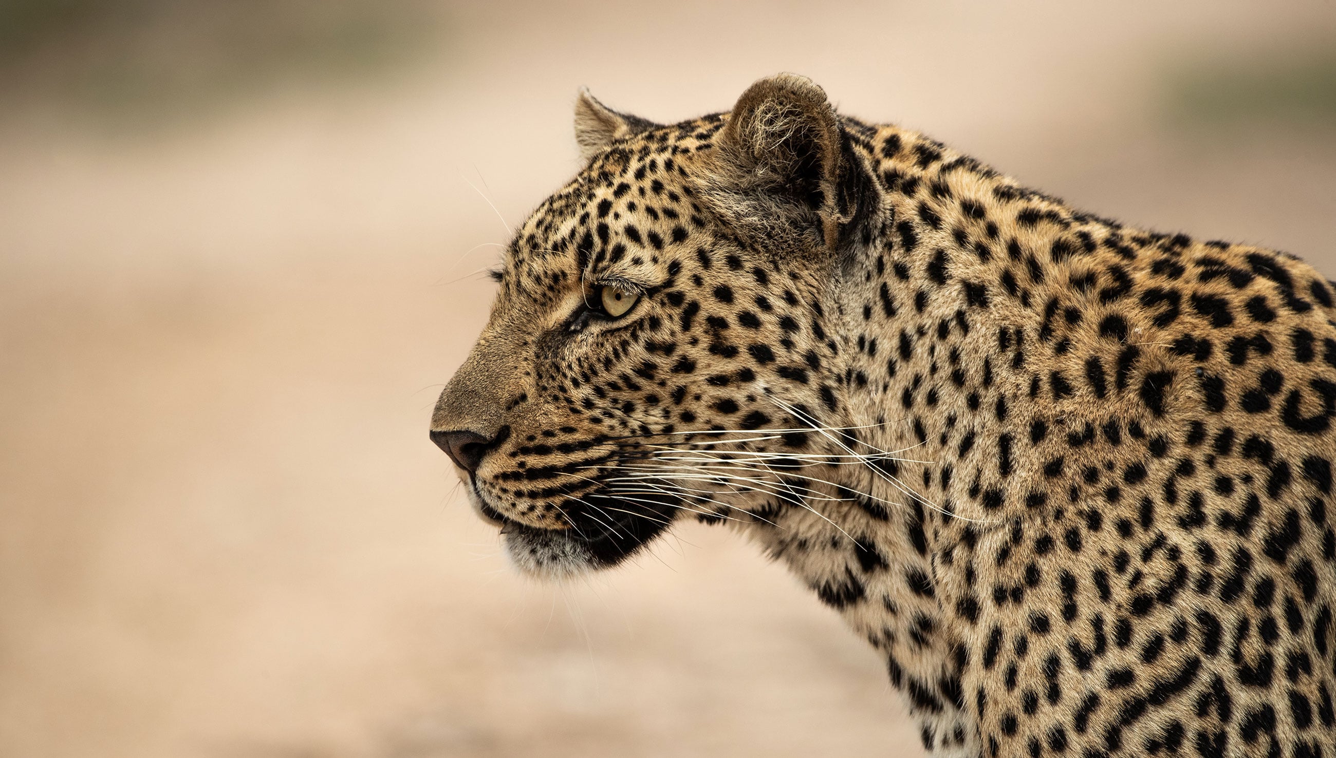 Wilderness, Wildlife, Wonder