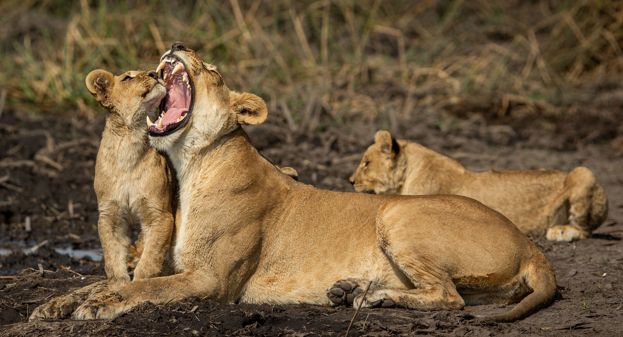 Where every safari