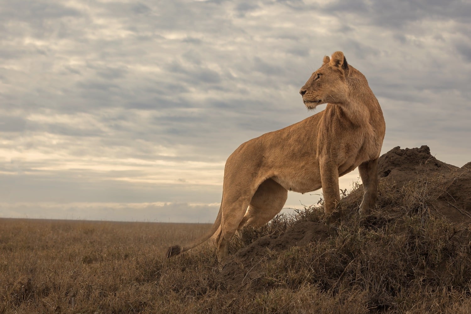 Tanzania