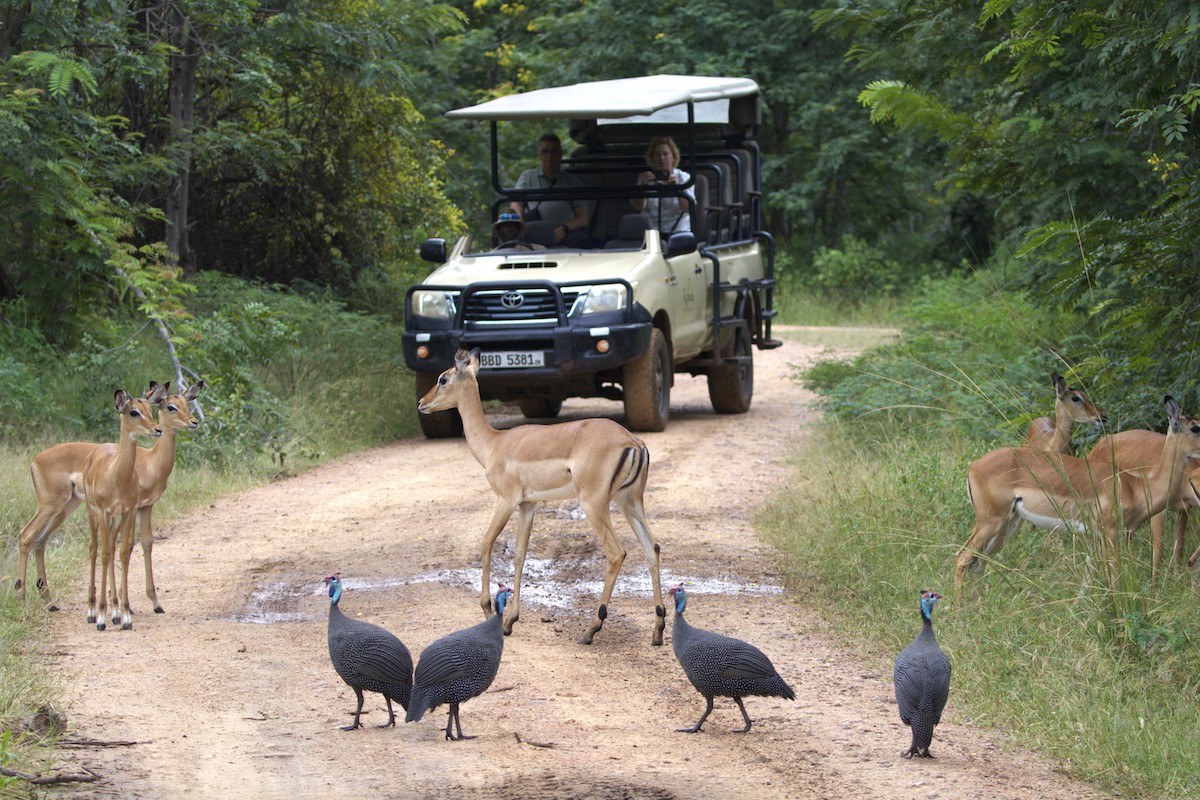 Will My Safari Create Carbon Emissions?
