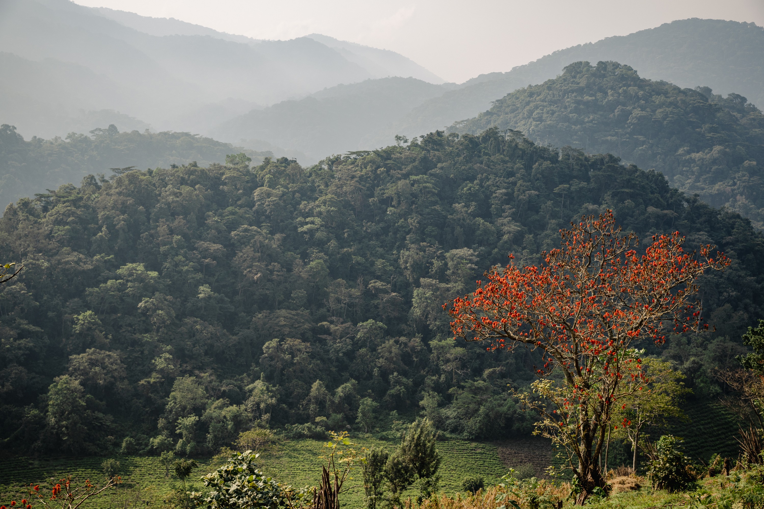 Carbon Offsetting